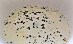 4 روش تهیه سوپ شیر لذیذ